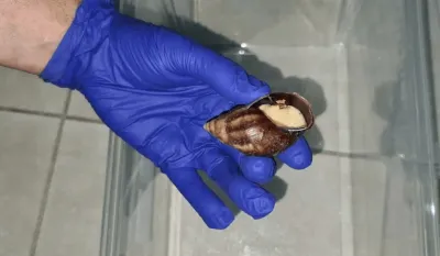 Afrikanische