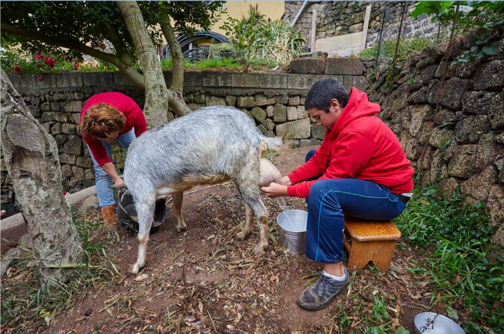 Milch-Subvention für Bauern 98 Milch