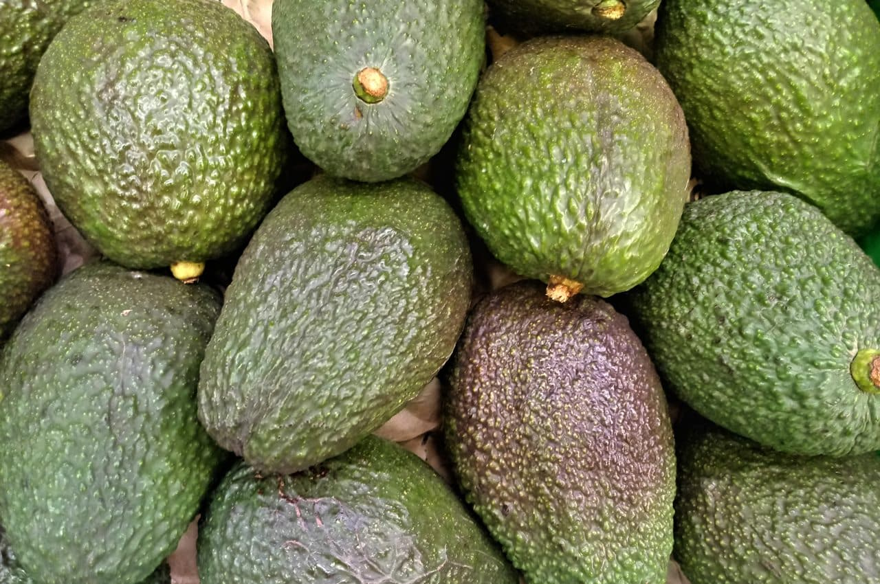 Avocado