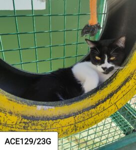 Teneriffa Nord, Puerto de la Cruz Sorge um die Tiere 10 Tierschutz