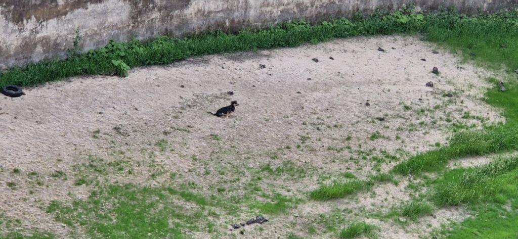 Hund