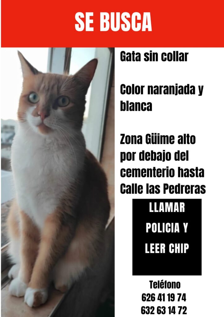 Katze-Gesucht! 93 Katze