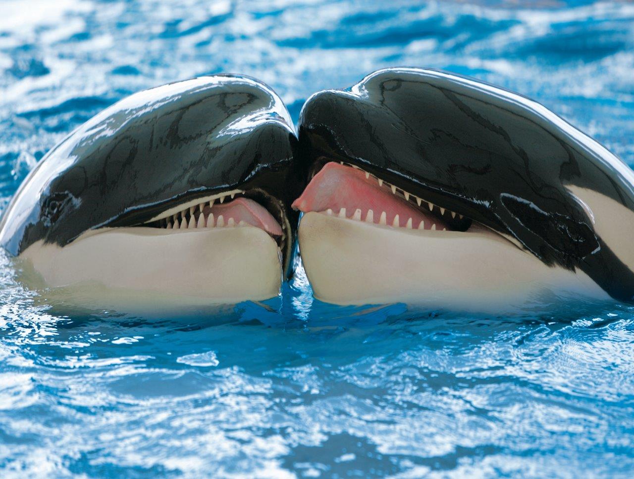 Loro Parque
