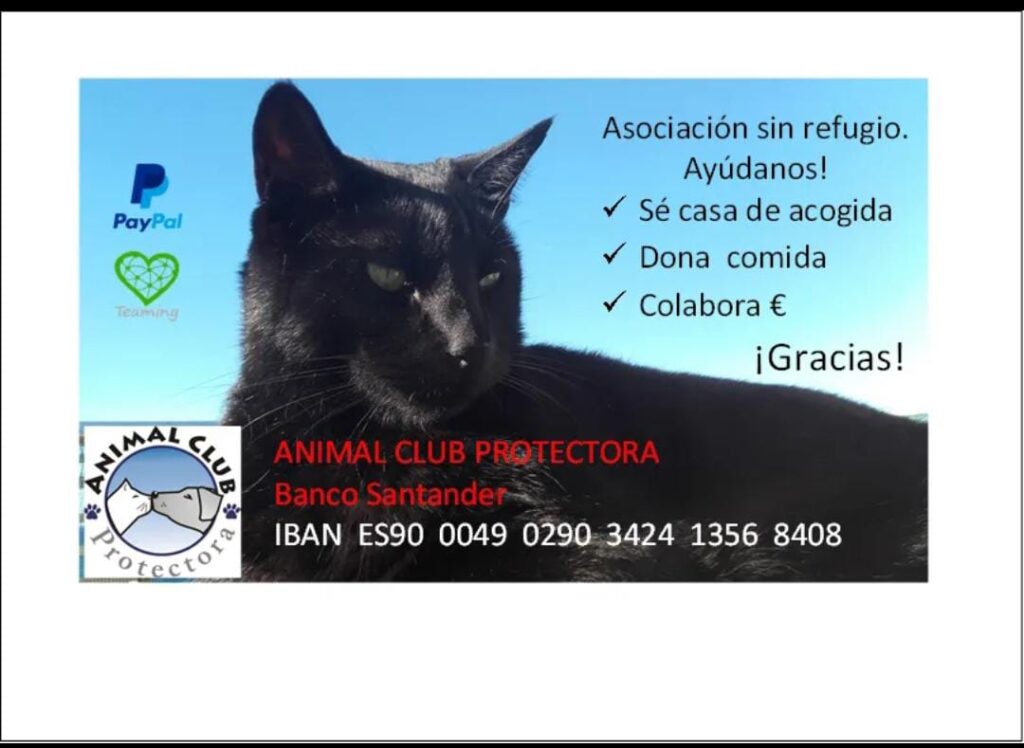 Spendenaufruf für verunglückte Katze 97 Spendenaufruf