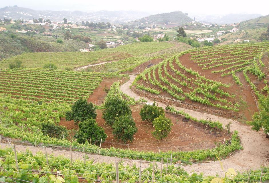 Weinberge