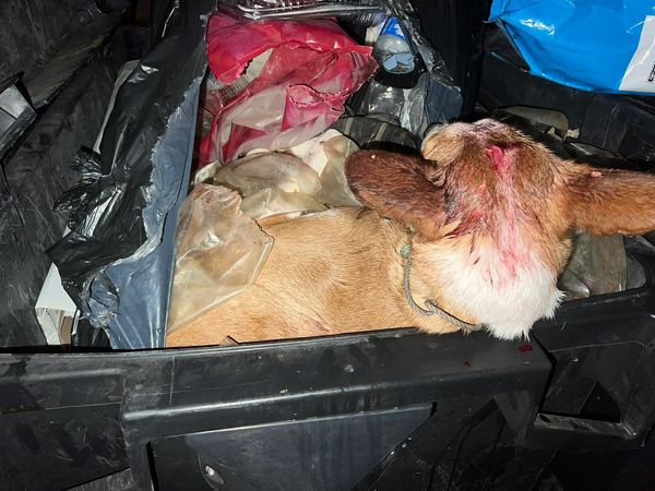 schwere Tiermisshandlung