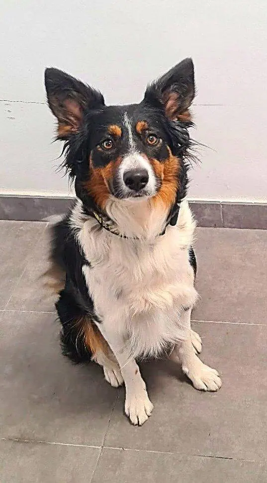 Drogenspuerhund