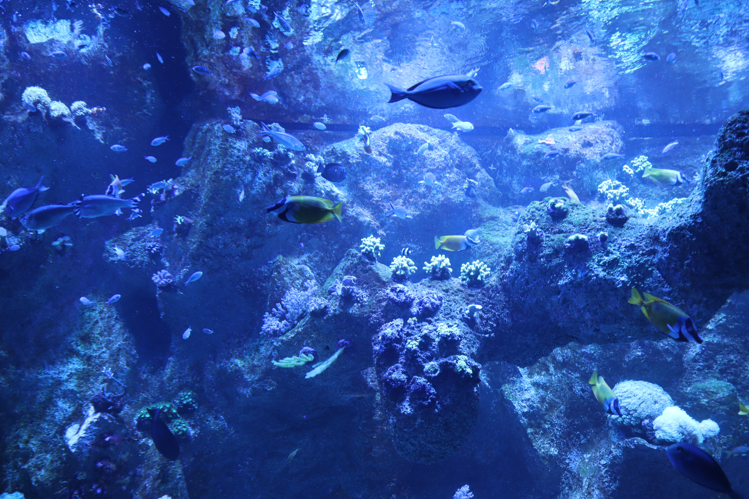 Loro Parque