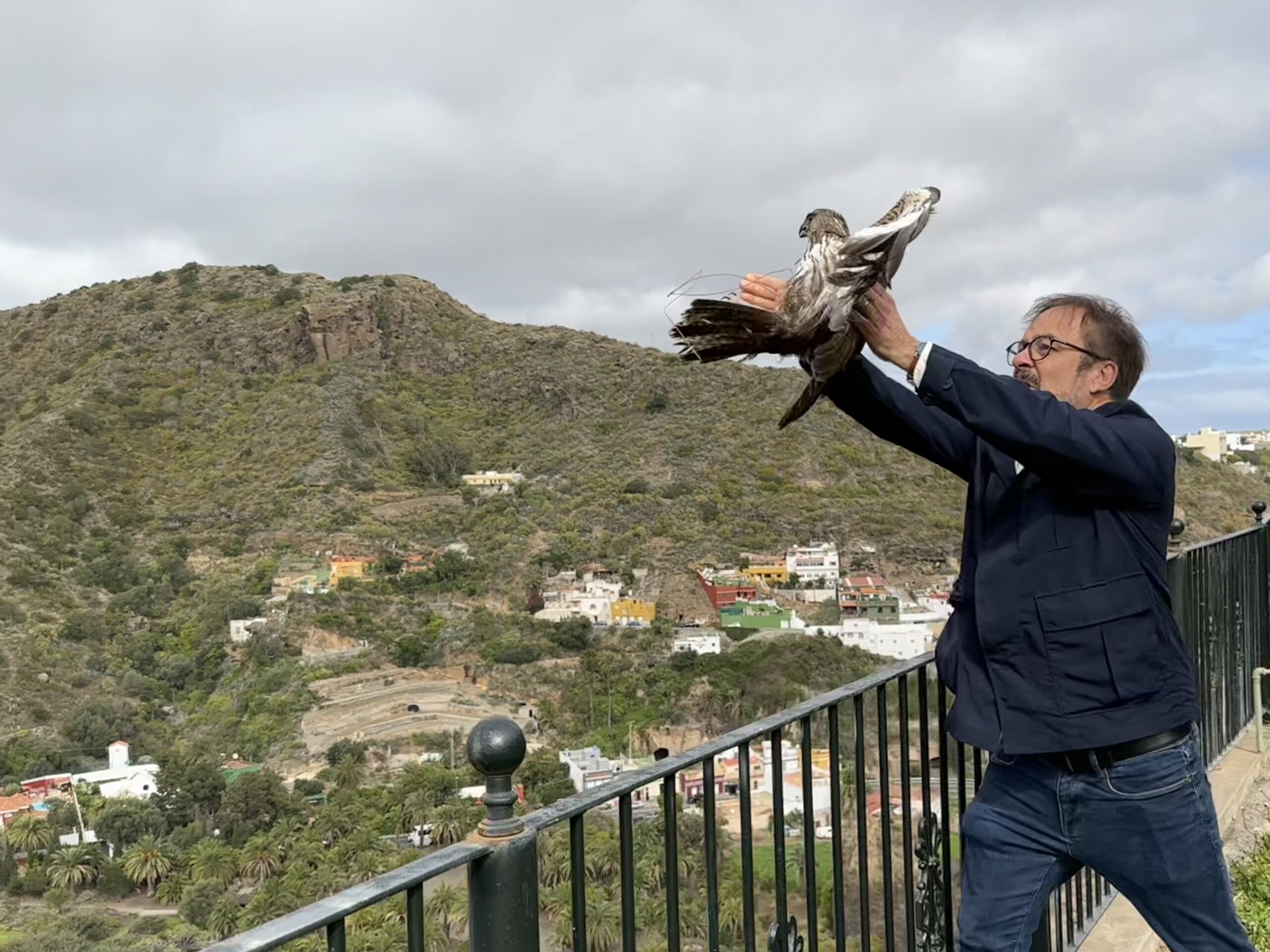 Maeusebussard scaled