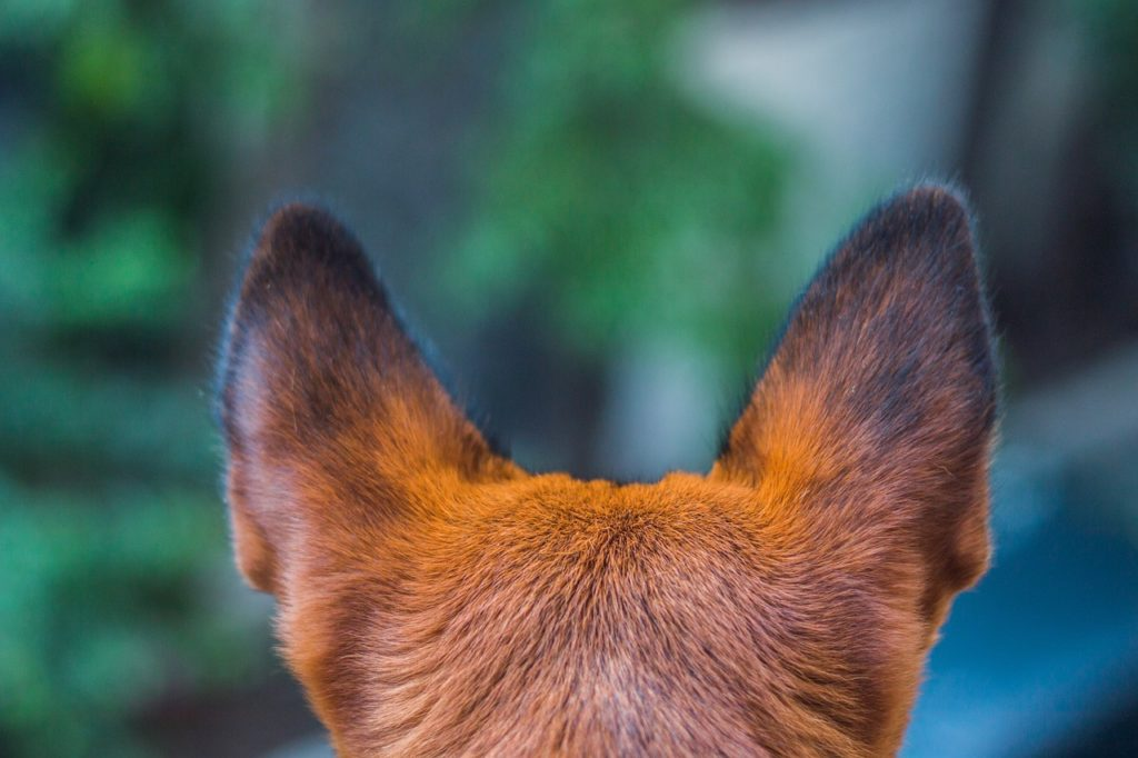 Mehrere Hunde