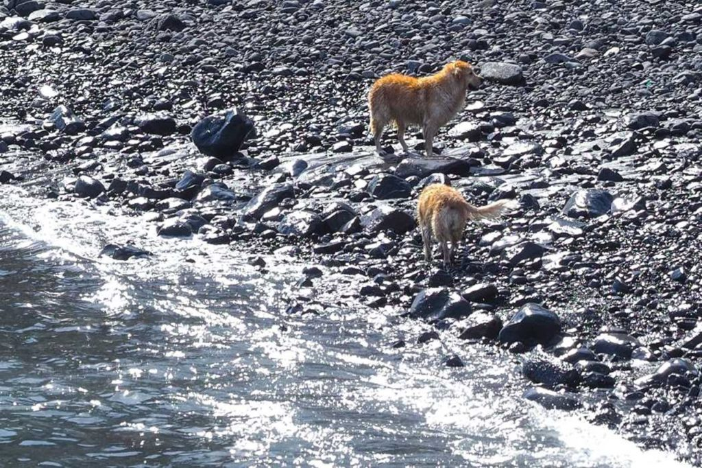 Hundestrand