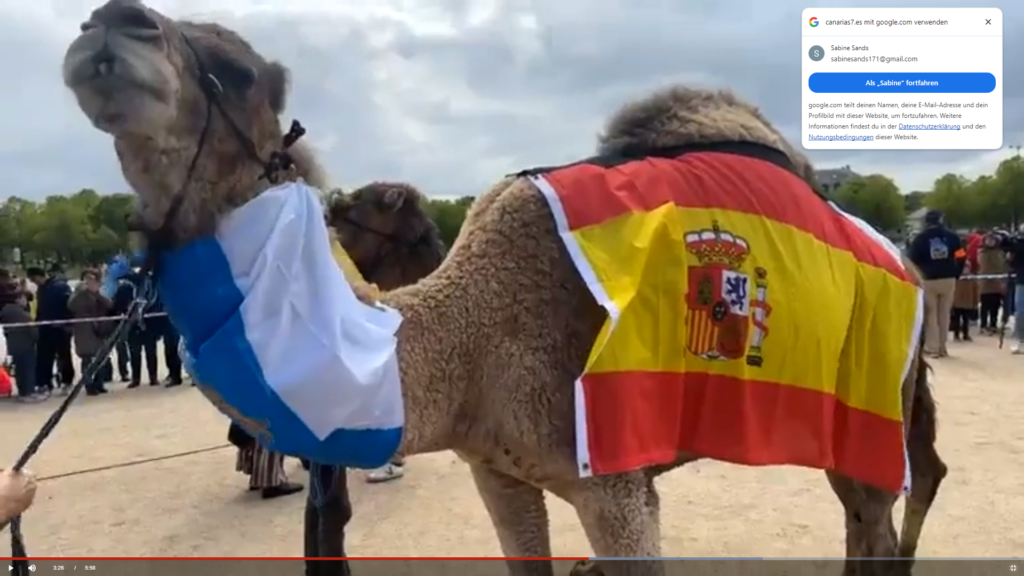 Kanarisches Dromedar