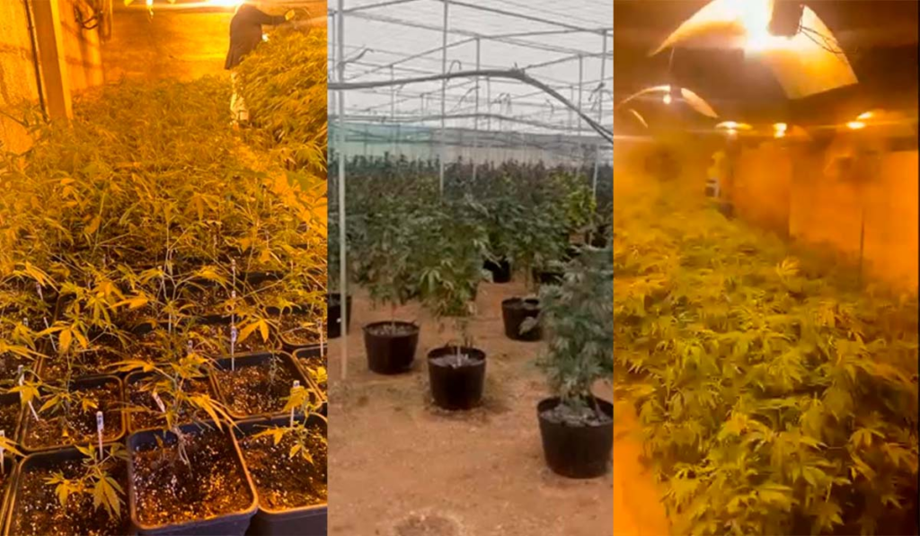 MArihuana 1