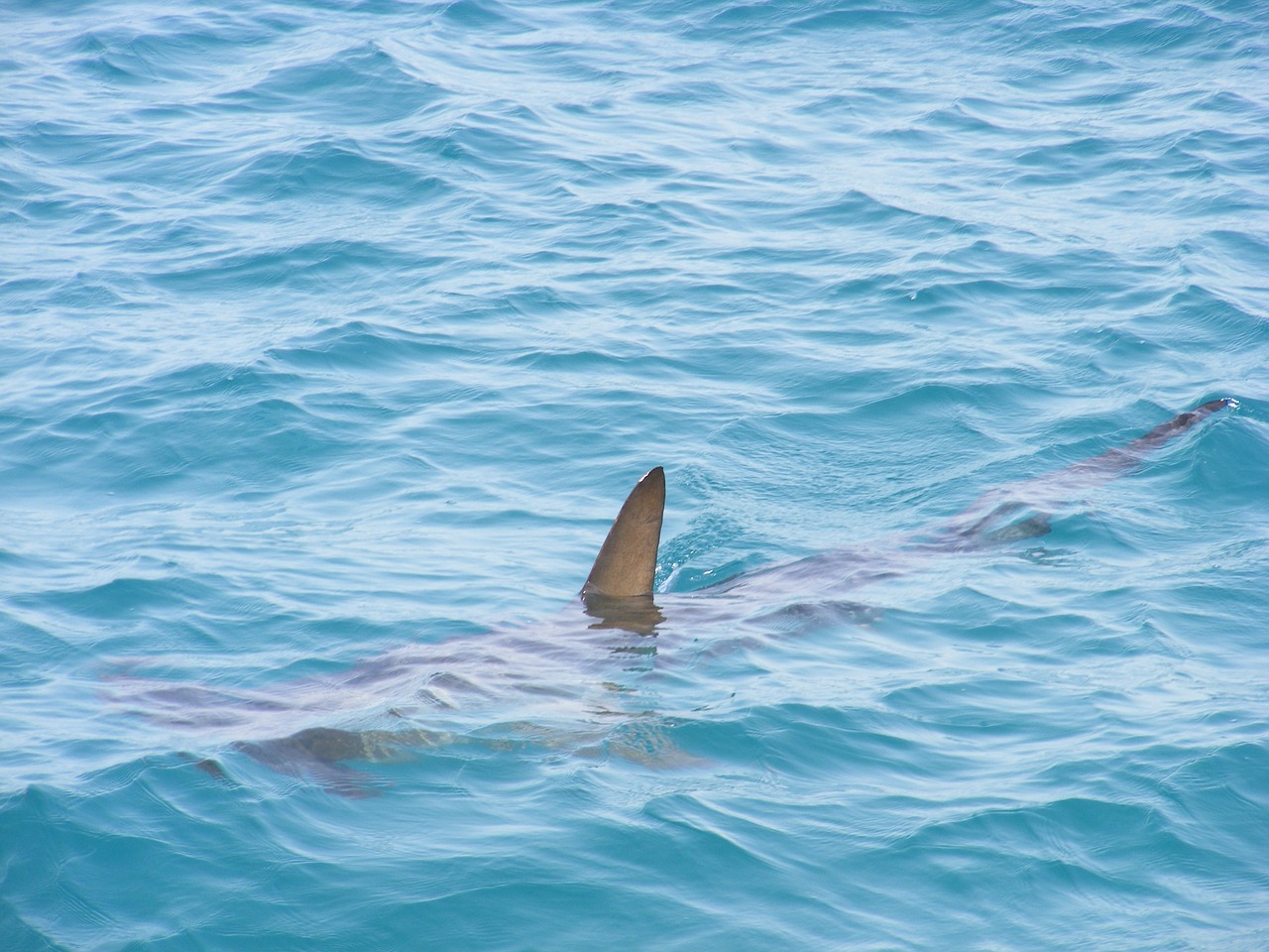 shark fin 472685 1280