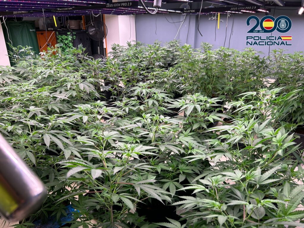 Cannabis
