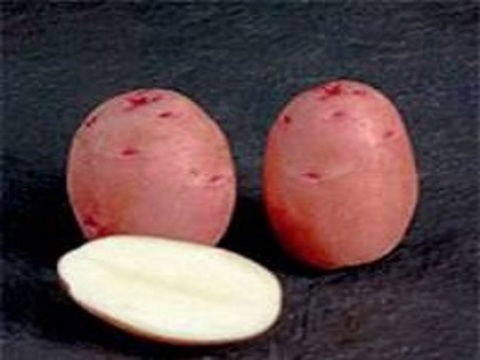 Kartoffeln