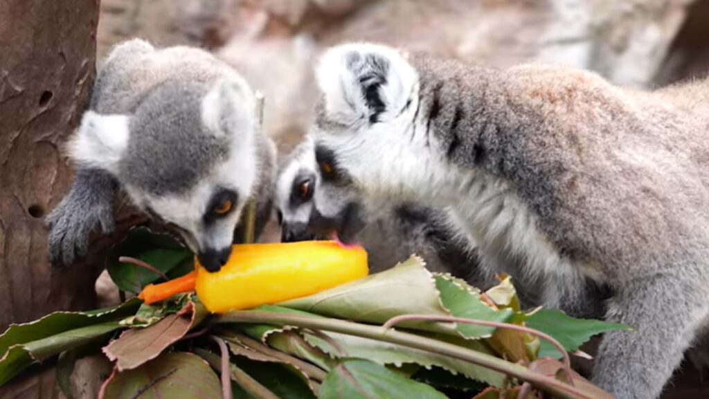 Loro parque