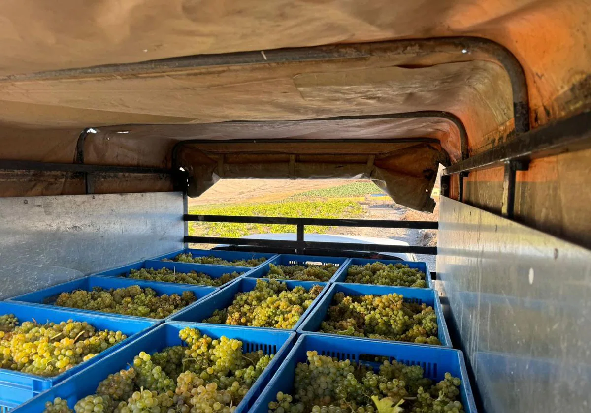 Weinlese