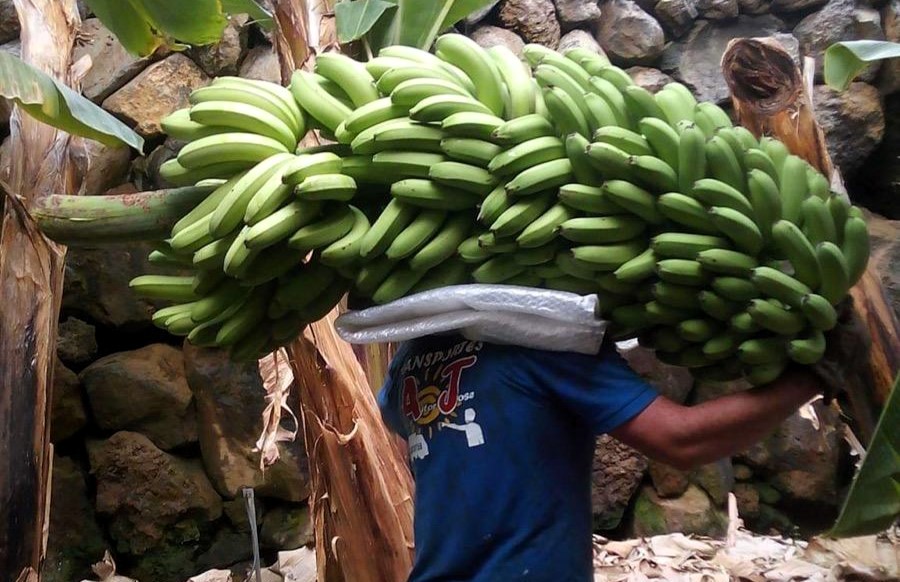 Bananenbauern