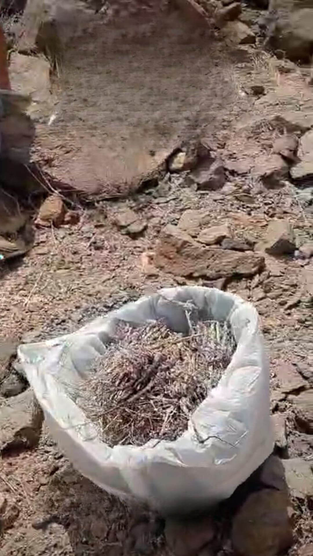 ILlegal vivorinas muertas