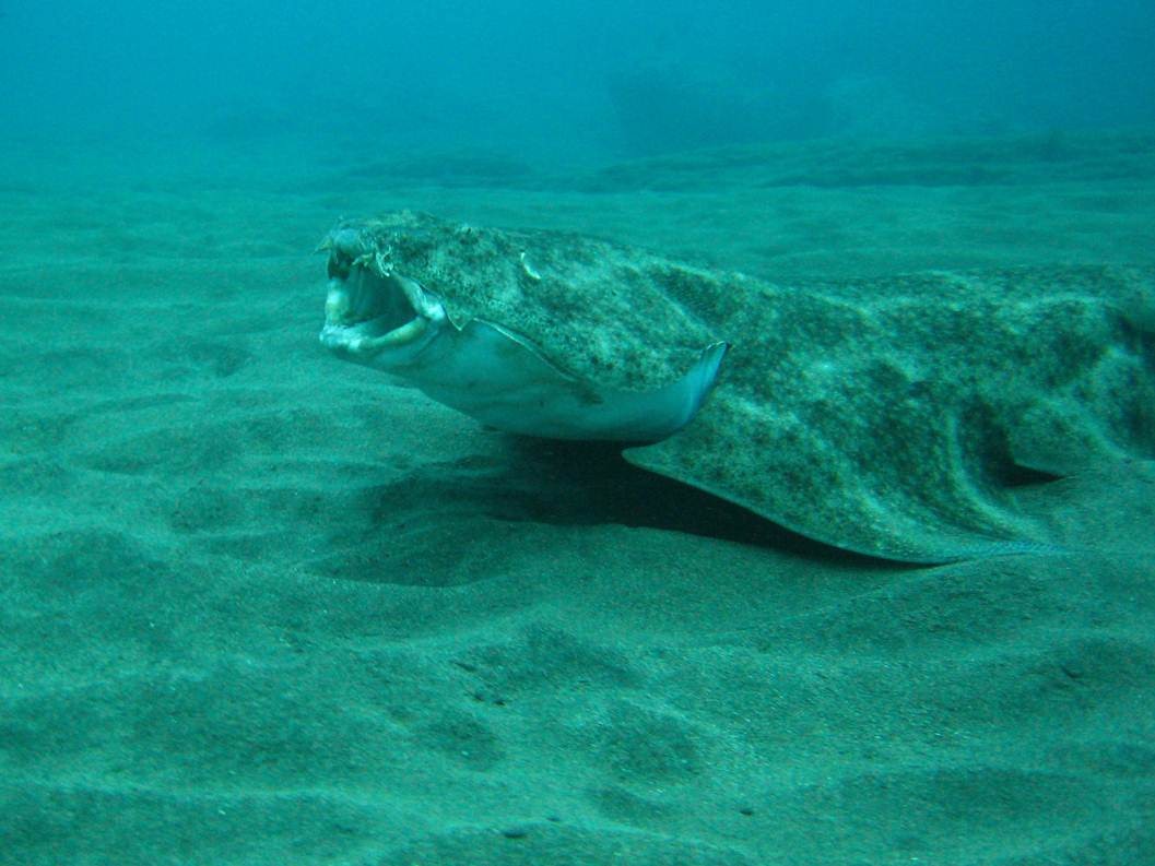 CanBio