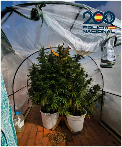 Cannabis
