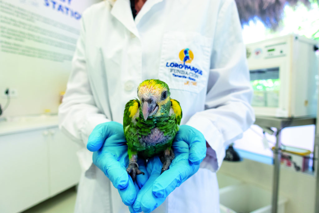 Loro