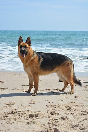 Hundeattacke