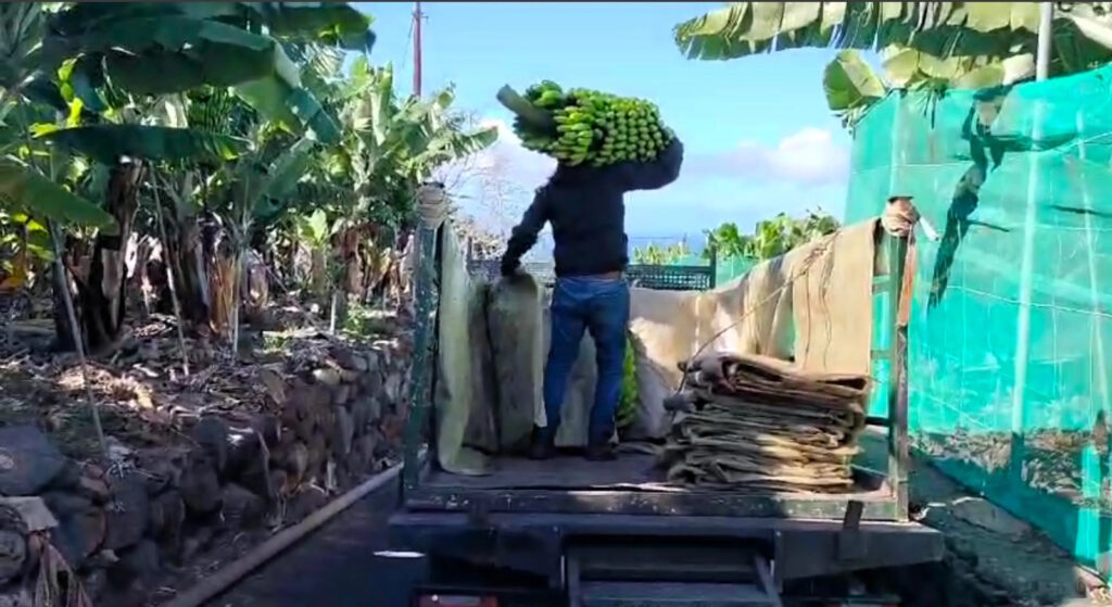 La Palma-Breña Alta Bananen-Bauern fordern faire Preise 93 Bananen