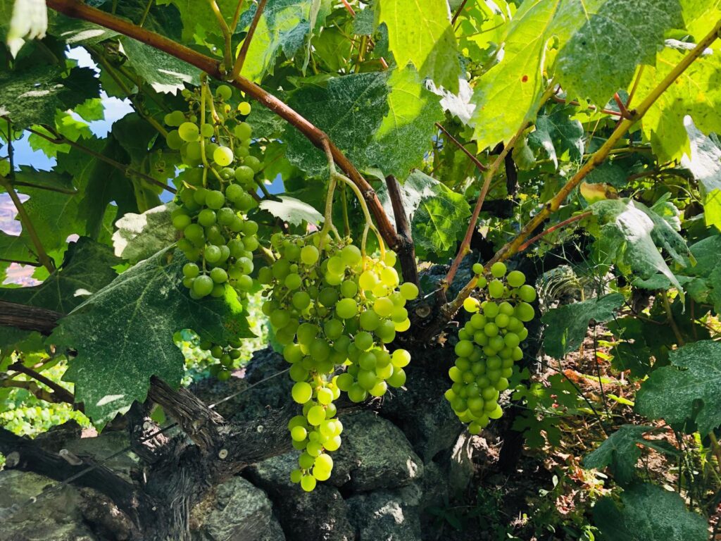 El Hierro - Valverde Bodegas sollen verbessert werden 100 Bodegas