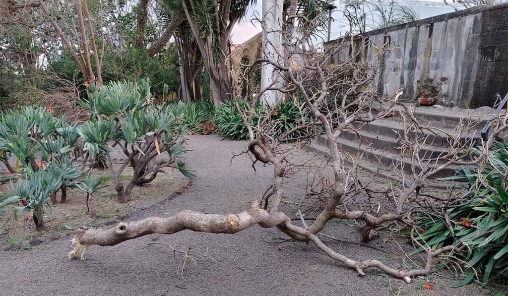 Botanischer