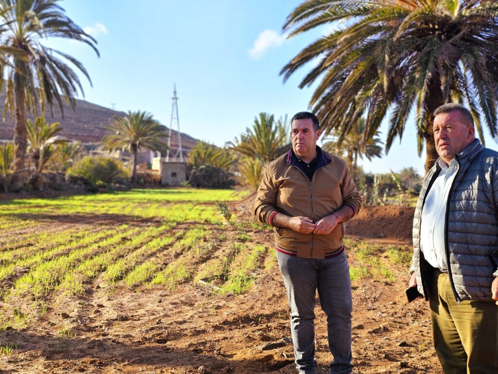 Fuerteventura - Antigua: Es grünt auf Fuerteventura 91 es gruent