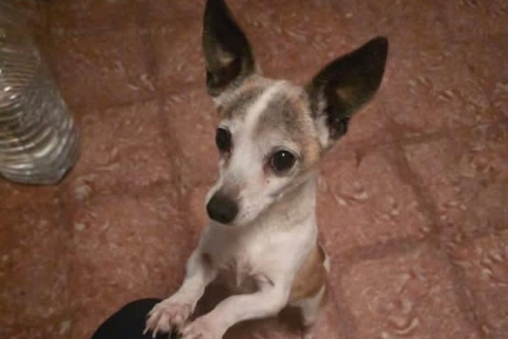 Hundekopf