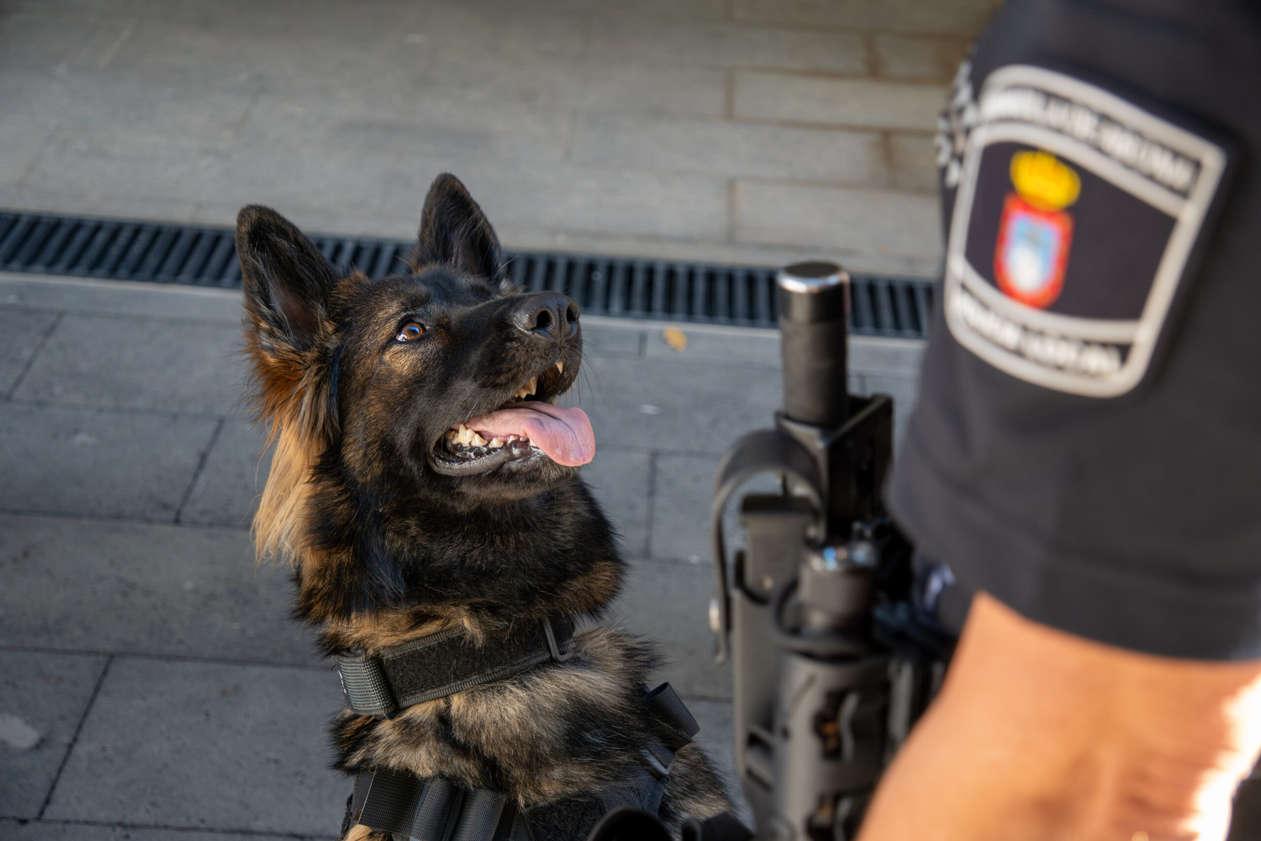 Hundestaffel scaled