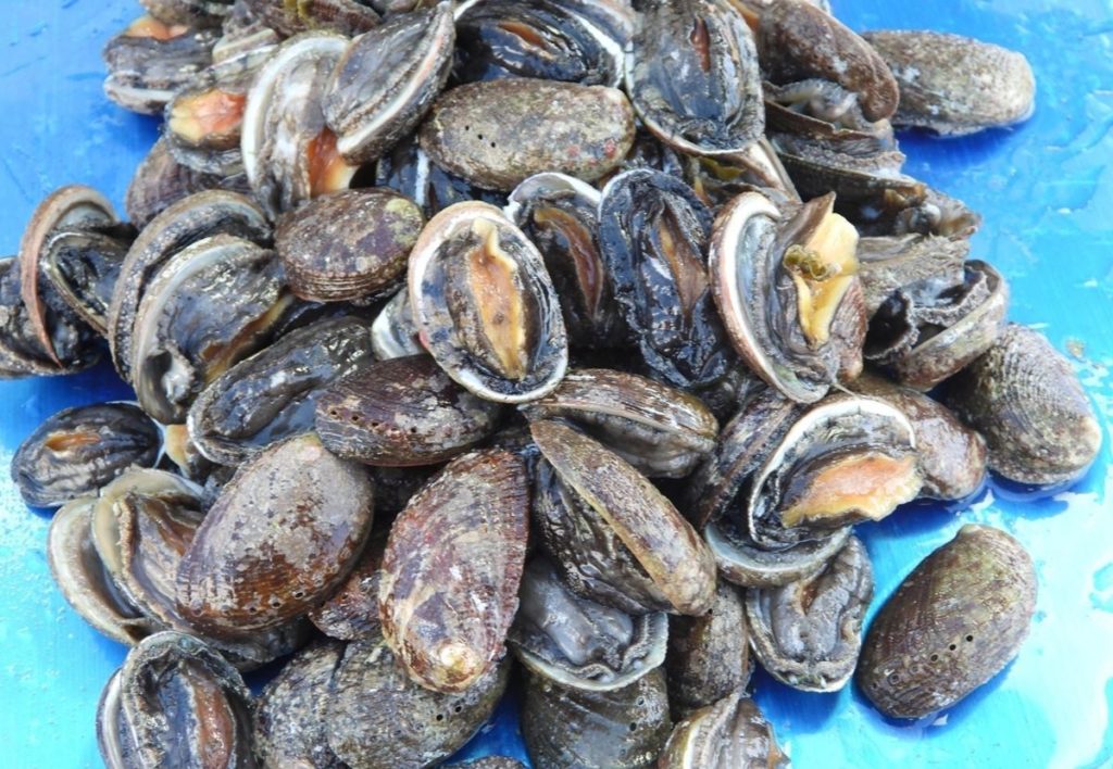 Muschelwilderer