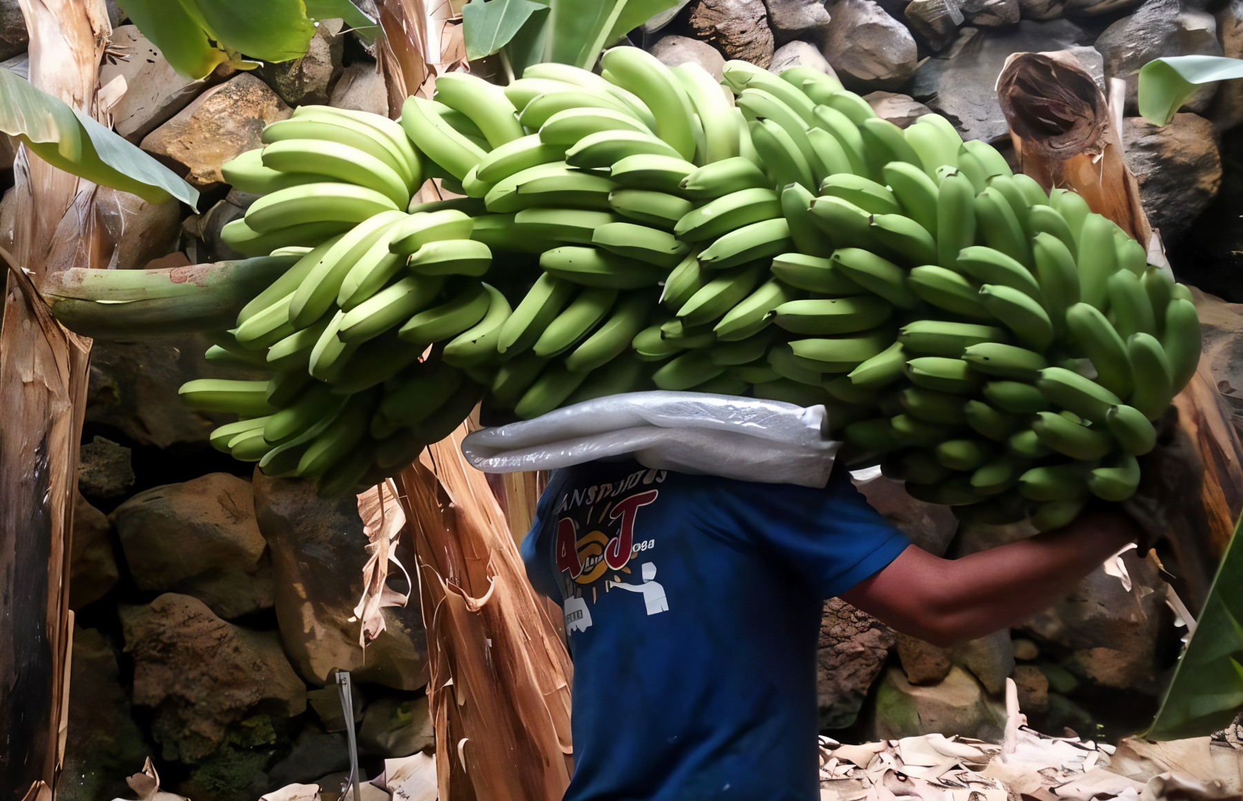 Bananenbauern