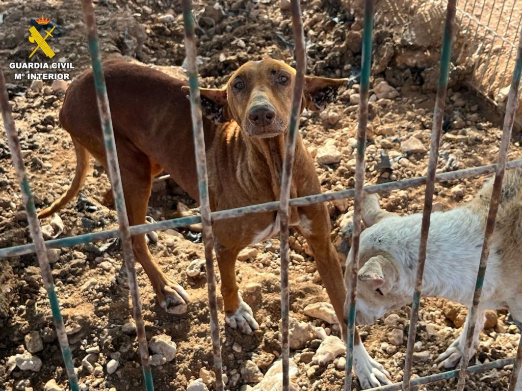 JAgdhunde