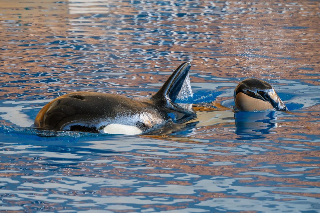 Orca