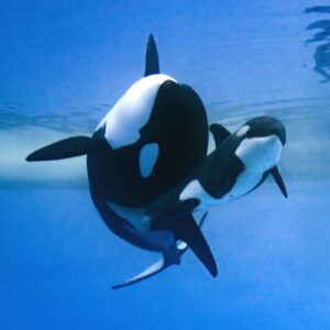 Orca