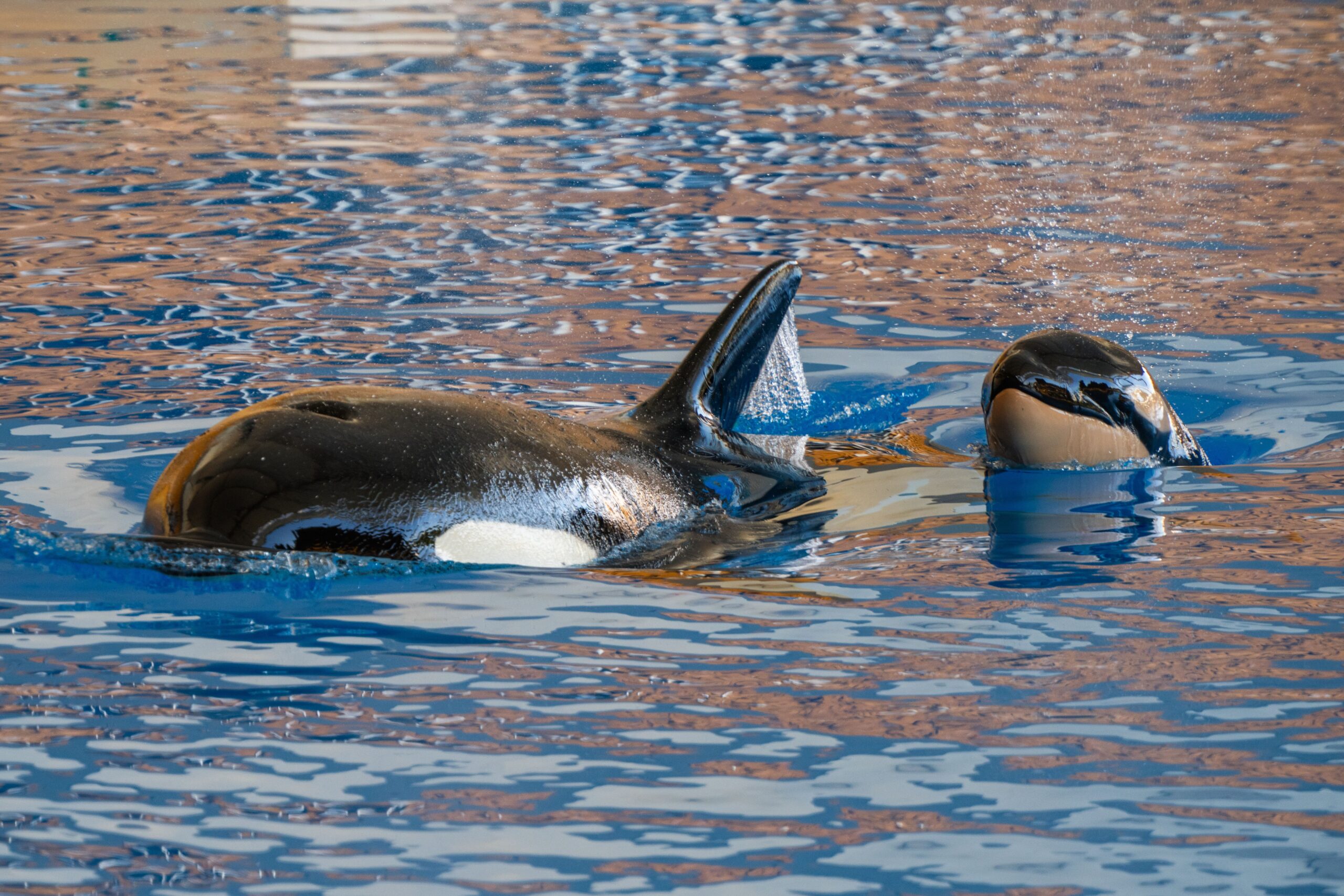 Orca scaled