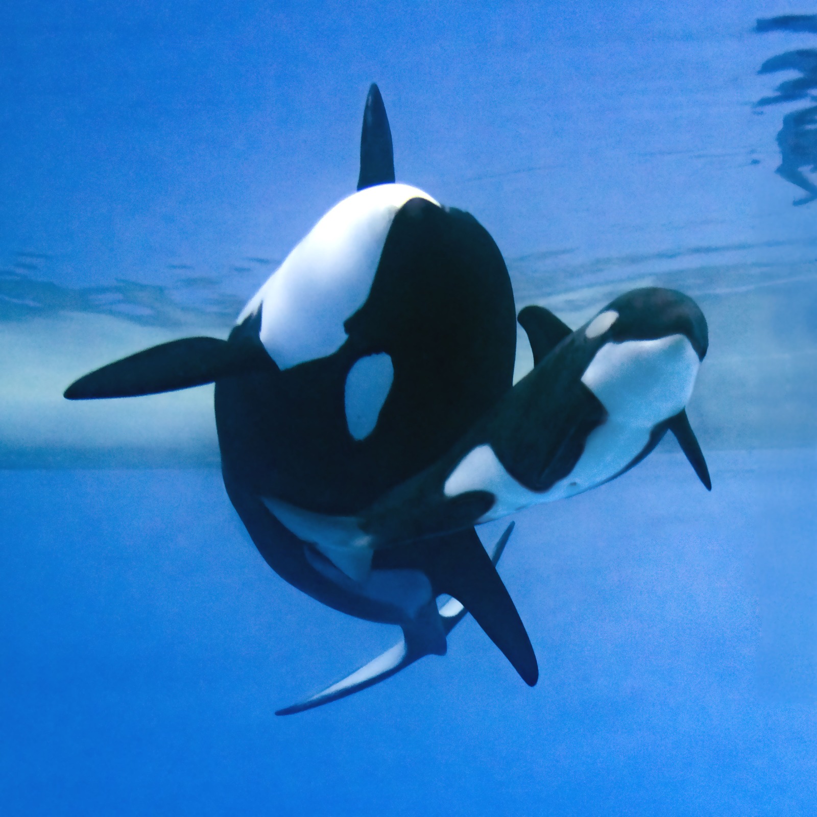 Orca