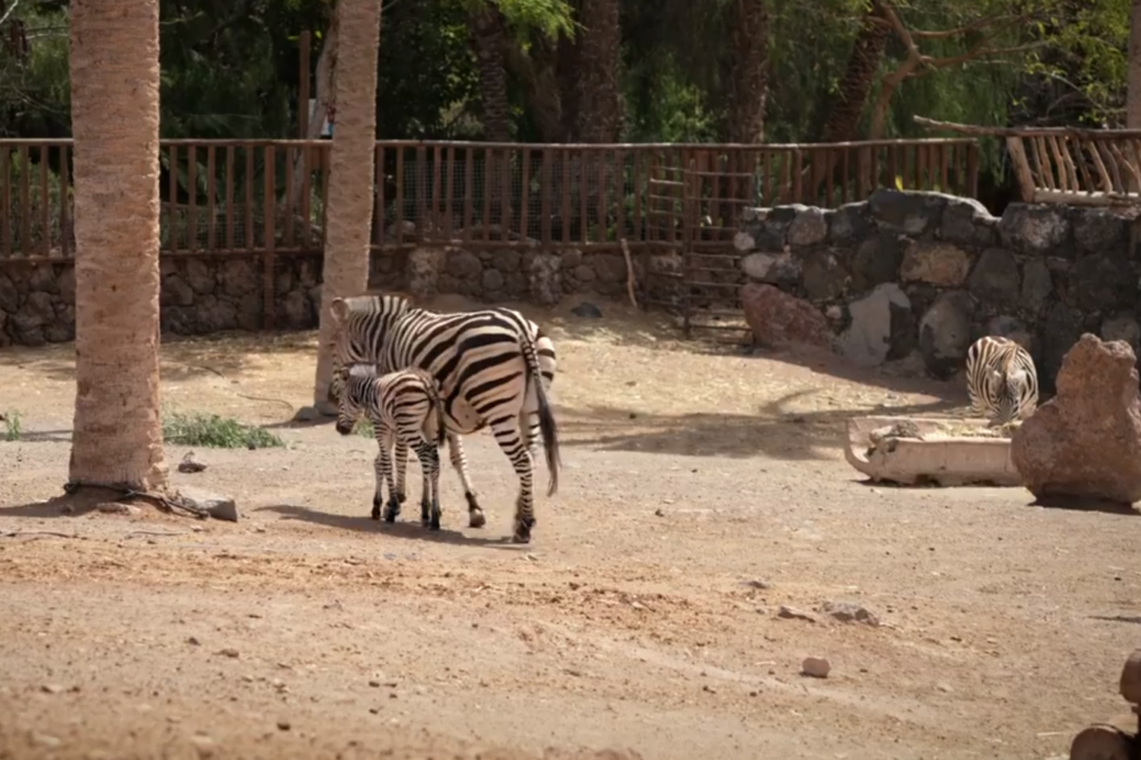 Zebra