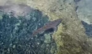 Hai