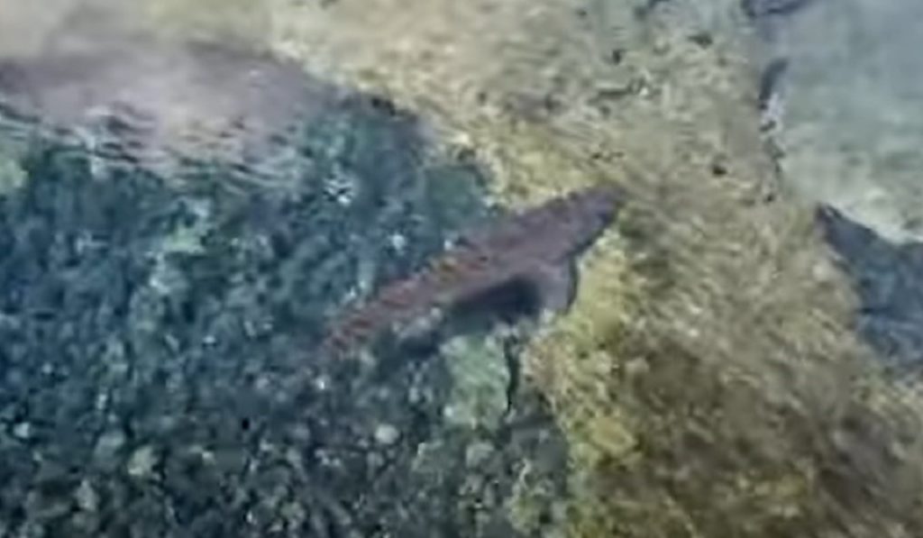 Hai