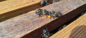 Kanaren Bienen