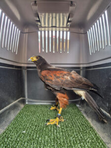 Wuestenbussard