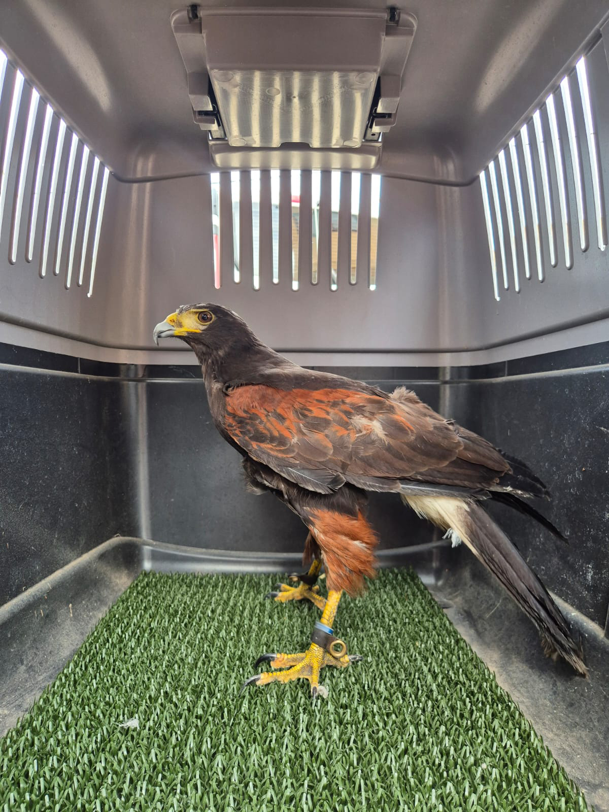 Wuestenbussard
