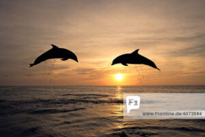 dolphi