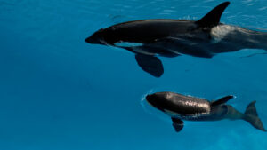 Orca Junges