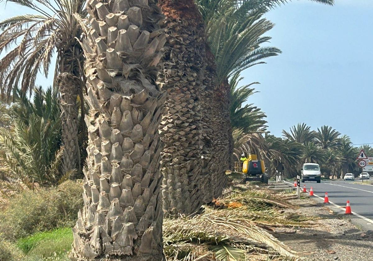 Palmenputz